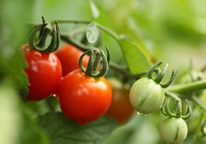 吃西红柿居然可以美容养颜？食用番茄时有哪些注意事项？