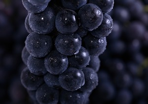 食用葡萄有哪些营养价值？哪些人群不宜食用葡萄？采摘葡萄的技巧是什么？