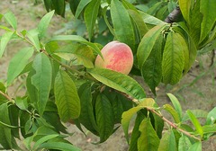 桃子的种类介绍