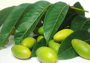 橄榄的功效和作用有哪些？橄榄的常见做法介绍，直接放口中生嚼有何效果