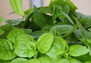 经常食用木耳菜对身体有何功效？木耳菜是寒性蔬菜，对人体有何禁忌