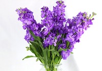 紫罗兰的种植技巧