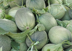 网纹瓜是什么，网纹瓜出现不上纹情况的原因有哪些？