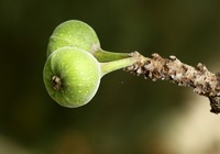 雀榕的种植方法