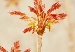 如何挑选到新鲜的香椿呢，香椿生长时令在什么时候，为什么说购买香椿的时候需要闻