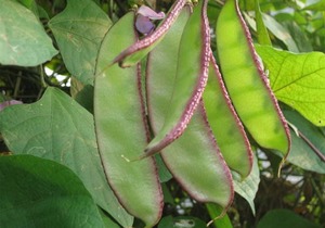 眉豆和什么煲汤最有营养，眉豆排骨汤的做法介绍