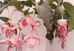 宝莲花又名宝莲灯，宝莲花的种植方法介绍，种植时需要注意的因素