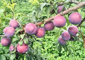 黑布林的日常食用方法？黑布林果酱如何制作，榨汁效果怎么样