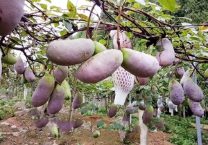 八月瓜的成熟季节是什么时候，日常食用方法有哪些？八月瓜的功效与作用