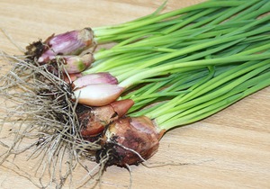 种植小葱应选择什么样的花盆，小葱的种植时间，阳台小葱的栽种技巧
