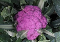 紫色花椰菜的营养价值