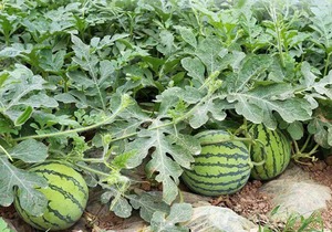 春季西瓜种植技术