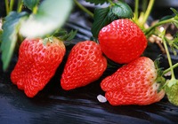 草莓干的做法介绍