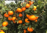 橘子的挑选方法