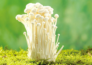 金针菇具有哪些营养价值，没煮熟的金针菇食用后会怎么样？