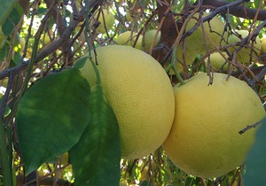 晚上吃柚子可以减肥吗？红柚子的功效与作用
