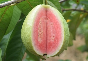 番石榴产地在哪里，是热性还是凉性，哪些人不能吃？