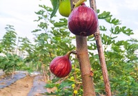 阳台种植无花果的方法