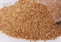 雀麦的食用方法