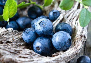 常见的蓝莓种类有哪些，北美的蓝莓类型有哪几种