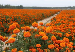 万寿菊的种植和护养技巧