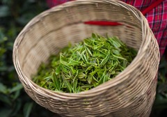 蒙山甘露和黄芽哪个好，蒙山茶还有哪些品种？