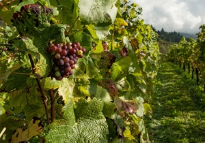葡萄植株如何越冬？冬天的时候如何把控温度，葡萄越冬需要注意的问题