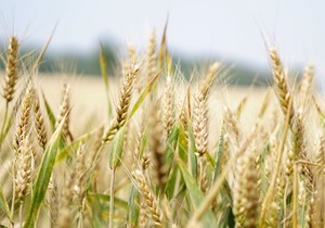 浮小麦的功效和禁忌，哪些人群不适合吃浮小麦？