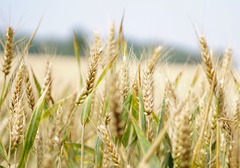 浮小麦的功效和禁忌，哪些人群不适合吃浮小麦？