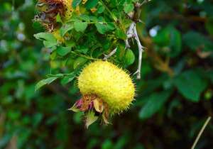 刺梨对人体有哪些好处，刺梨的禁忌人群