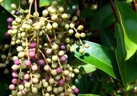 白花酸藤果的种植