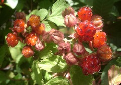 茅莓的功效和吃法
