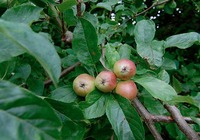 野苹果与苹果的差别