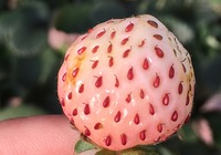 菠萝莓和白草莓的区别