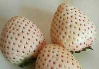 菠萝莓的功效和禁忌