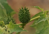 刺苹果的药用价值