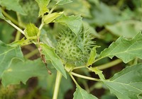 刺苹果的种植技巧