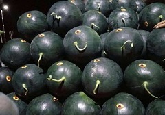 黑皮西瓜是转基因品种吗，黑皮西瓜和普通西瓜区别，为什么黑皮西瓜这么贵
