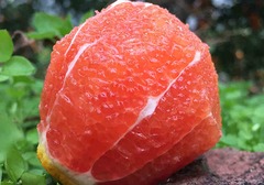 血橙的品种有哪些，如何选购，血橙的食用方法介绍