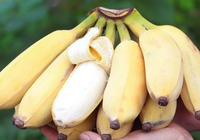 皇帝蕉和普通香蕉的区别