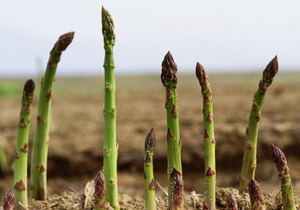 芦笋根部有点老怎么办，老的芦笋还能吃么？芦笋有哪些吃法？