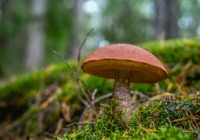 为什么蘑菇会有毒
