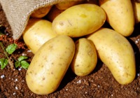 土豆发芽为什么不能吃