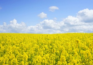 油菜是如何榨油的