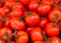 为什么番茄越来越难吃了