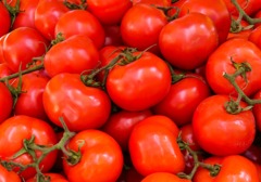 为什么现在市面上的番茄越来越不好吃了？什么季节的番茄味道最好？超市里如何选择好的番茄