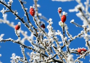新鲜的山楂能不能吃？山楂还能做哪些的食物？山楂片是如何制作出来的呢