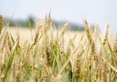 为什么麦子不能淋雨？麦子是如何变成面粉的？它不能和水稻一样直接做饭吗？