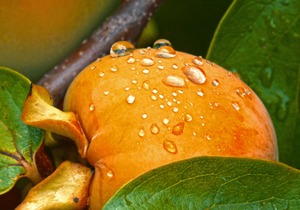 番茄和柿子完全是两个物种吗？柿子是不是引进的品种？常见的柿子种类介绍