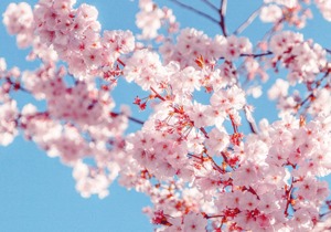 樱花树结的果子不是樱桃吗？它到底能不能吃？樱花花瓣可以用来做什么